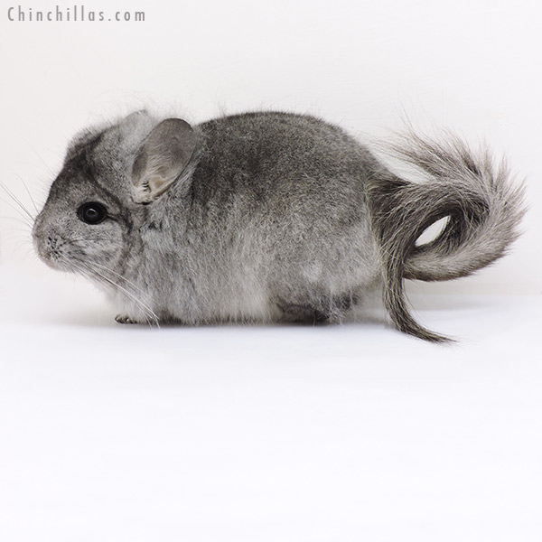Chinchilla or related item offered for sale or export on Chinchillas.com - 19219 Standard  Royal Persian Angora Male Chinchilla