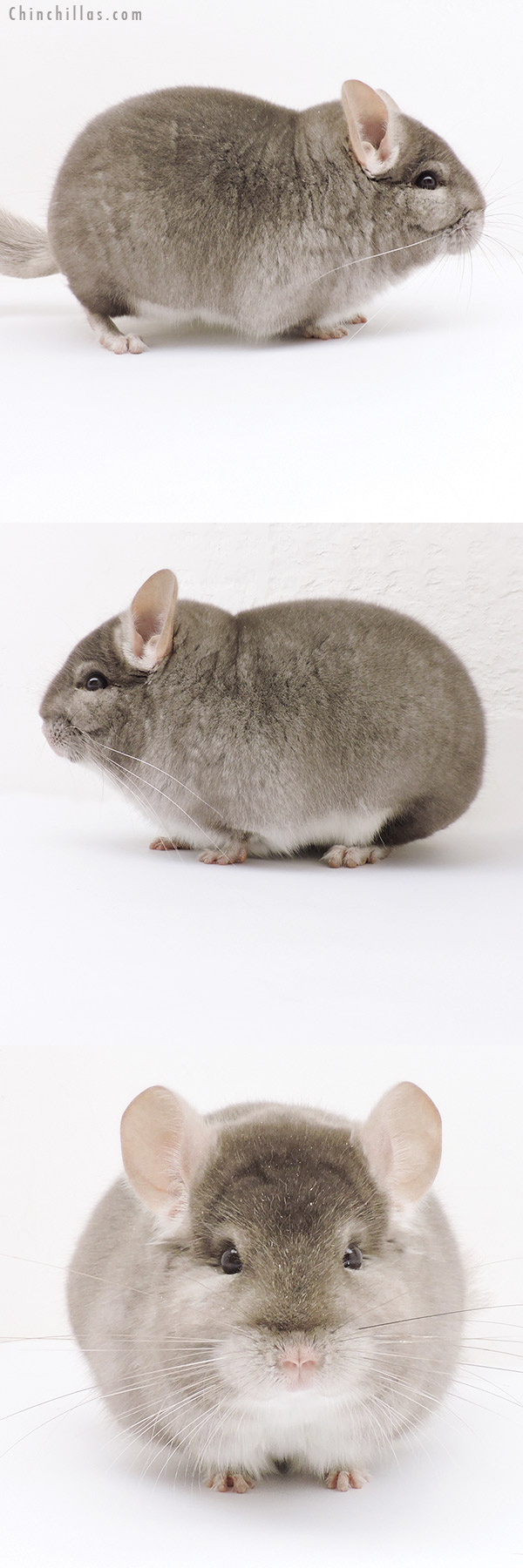 Chinchilla or related item offered for sale or export on Chinchillas.com - 19227 Blocky Herd Improvement Quality Beige Male Chinchilla