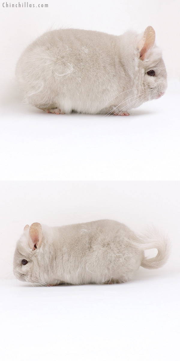 Chinchilla or related item offered for sale or export on Chinchillas.com - 19230 Homo Beige  Royal Persian Angora Male Chinchilla