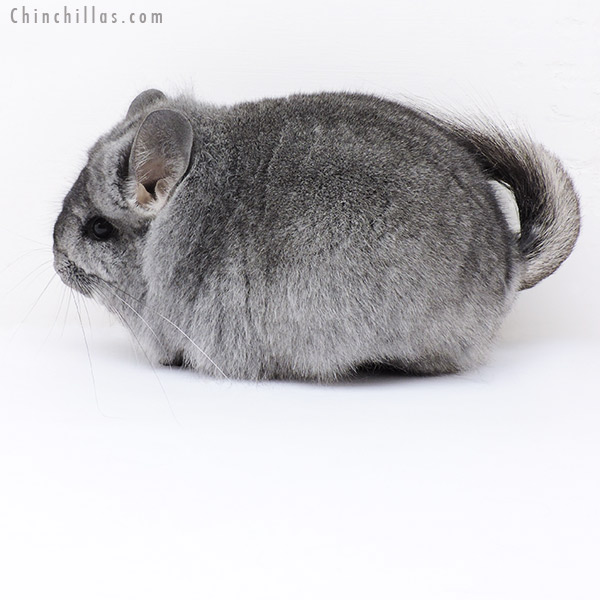 Chinchilla or related item offered for sale or export on Chinchillas.com - 19232 Large Blocky Standard  Royal Persian Angora Female Chinchilla