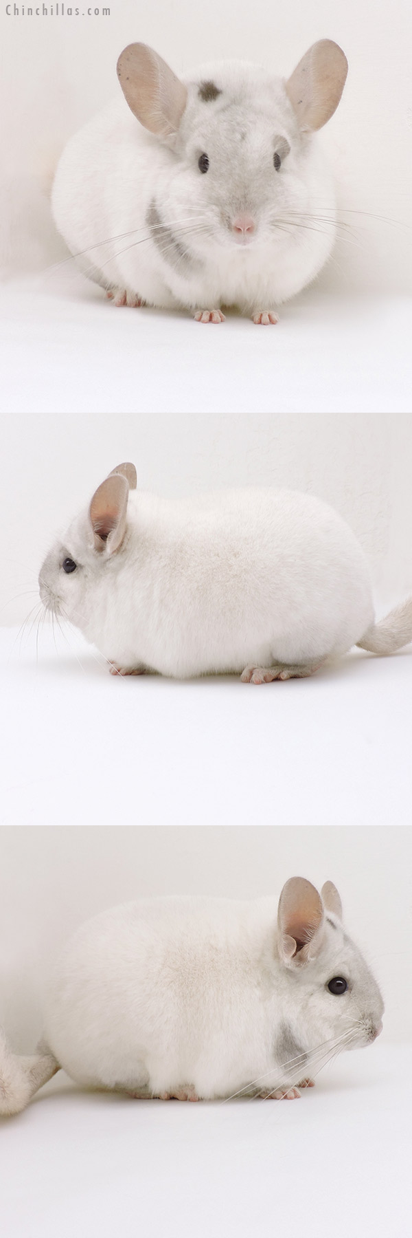 Chinchilla or related item offered for sale or export on Chinchillas.com - 19238 Premium Production Quality Unique Beige and White Female Chinchilla