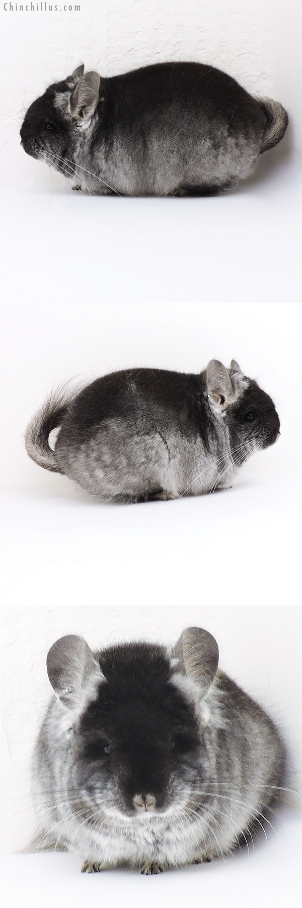 Chinchilla or related item offered for sale or export on Chinchillas.com - 19224 Brevi Type Black Velvet  Royal Persian Angora Male Chinchilla