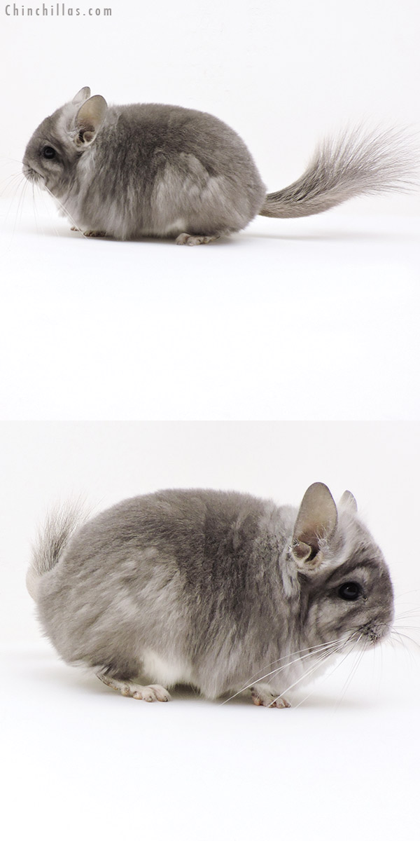 Chinchilla or related item offered for sale or export on Chinchillas.com - 19243 Violet  Royal Persian Angora Female Chinchilla