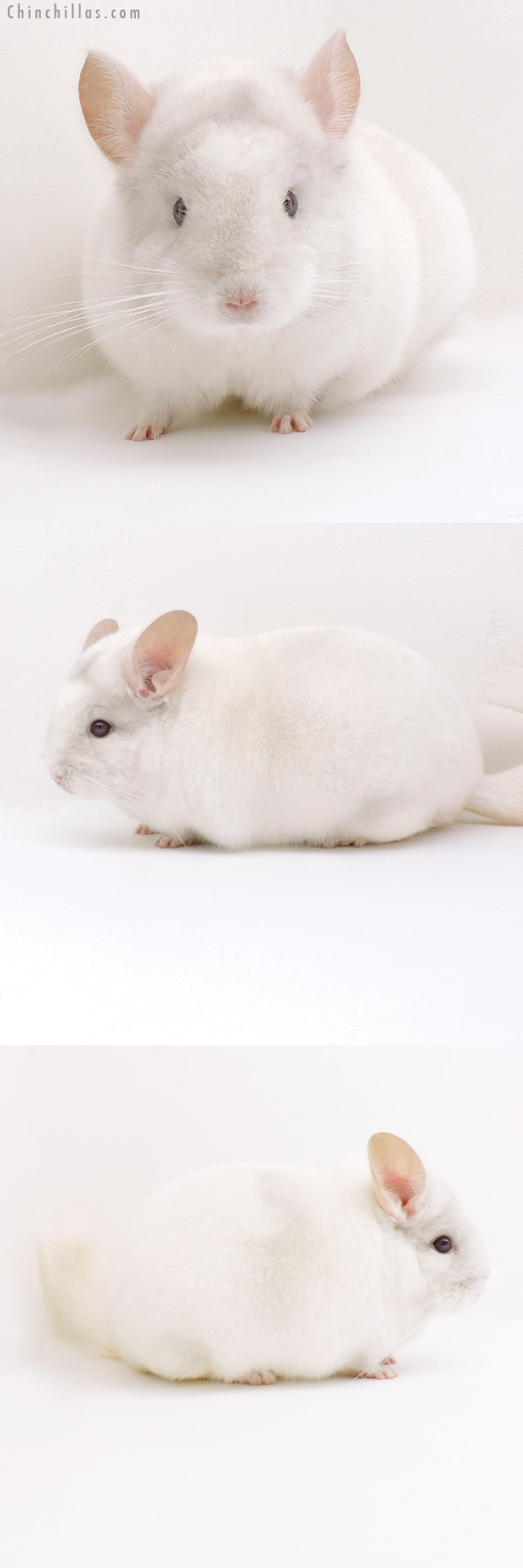 Chinchilla or related item offered for sale or export on Chinchillas.com - 19250 Blocky Herd Improvement Quality Pink White Male Chinchilla