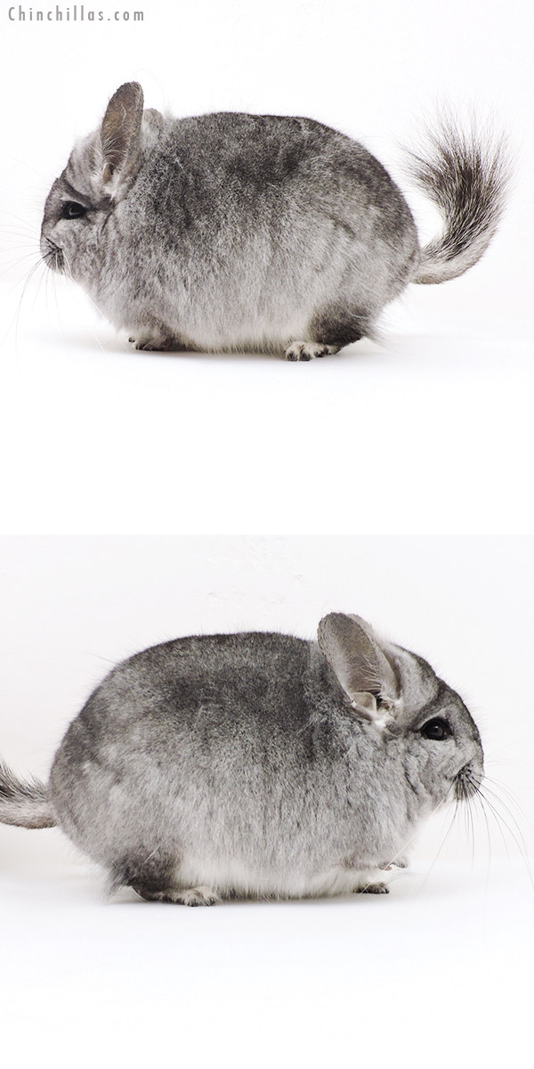 Chinchilla or related item offered for sale or export on Chinchillas.com - 19251 Exceptional Blocky Standard  Royal Persian Angora Male Chinchilla