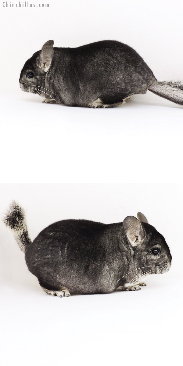 Chinchilla or related item offered for sale or export on Chinchillas.com - 19245 Blocky Premium Production Quality Standard Female Chinchilla