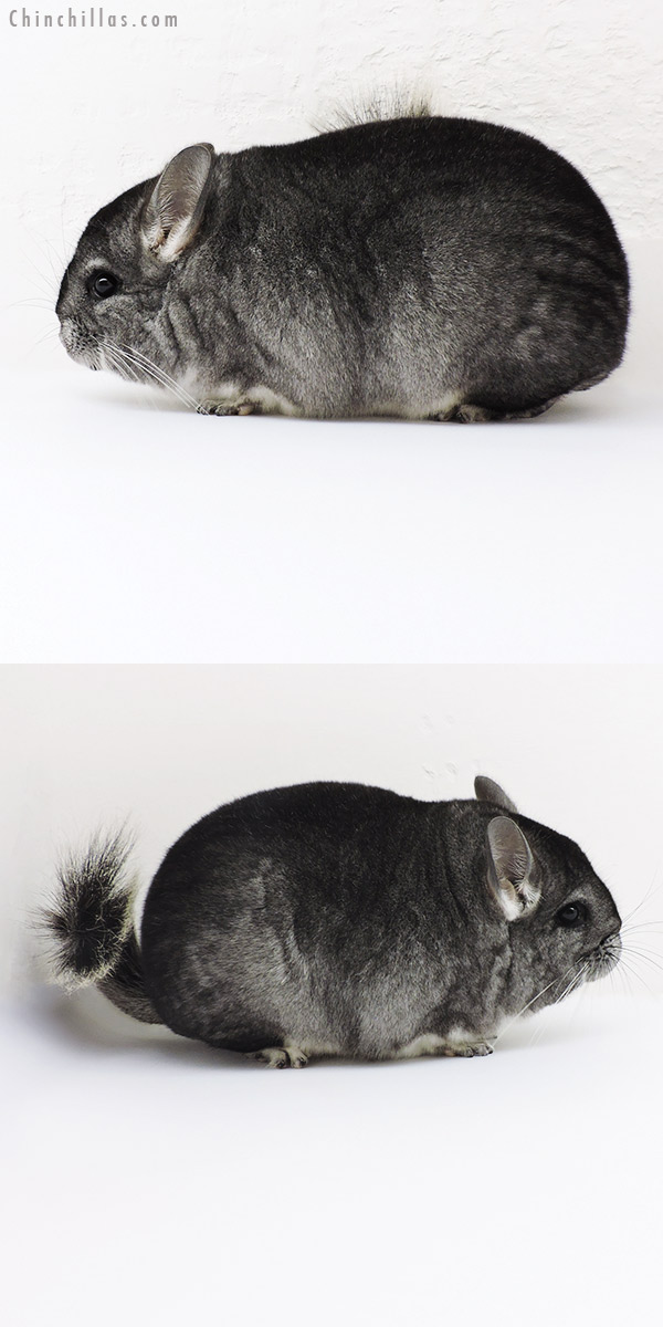 Chinchilla or related item offered for sale or export on Chinchillas.com - 19256 Blocky Premium Production Quality Extreme Brevi Type Standard Female Chinchilla