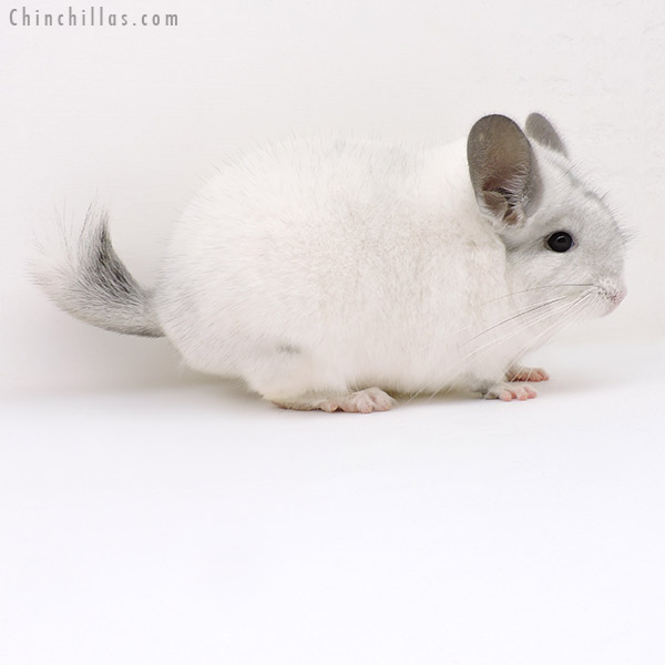 Chinchilla or related item offered for sale or export on Chinchillas.com - 19252 Large Herd Improvement Quality White Mosaic Male Chinchilla