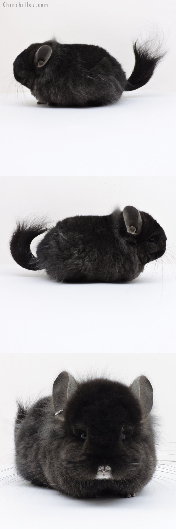 Chinchilla or related item offered for sale or export on Chinchillas.com - 19255 Exceptional Brevi Type Ebony  Royal Persian Angora Female Chinchilla