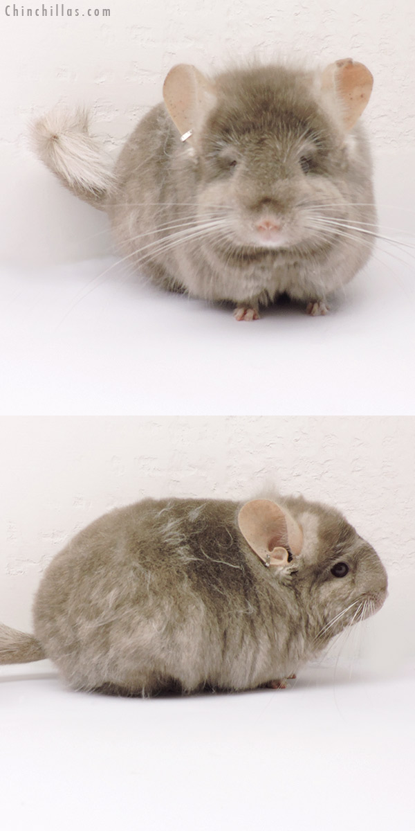 Chinchilla or related item offered for sale or export on Chinchillas.com - 19261 Exceptional Tan ( Locken Carrier )  Royal Persian Angora Female Chinchilla