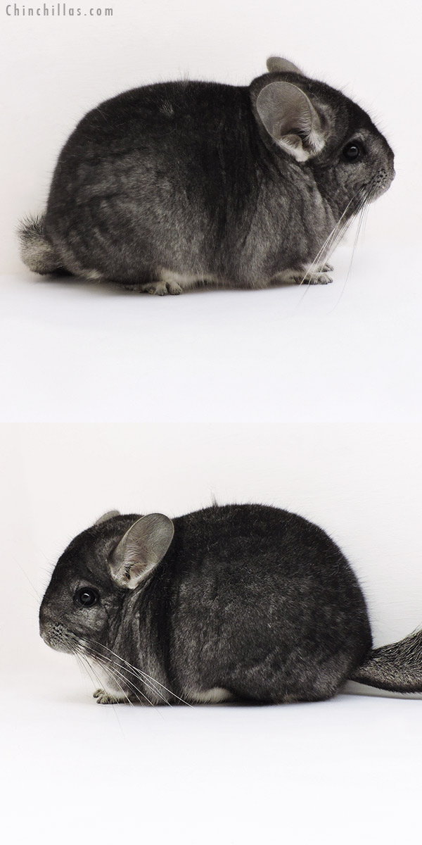 Chinchilla or related item offered for sale or export on Chinchillas.com - 19254 Blocky Premium Production Quality Standard Female Chinchilla