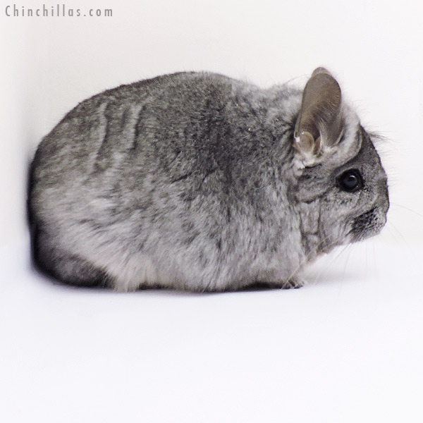 Chinchilla or related item offered for sale or export on Chinchillas.com - 19270 Standard  Royal Persian Angora Female Chinchilla