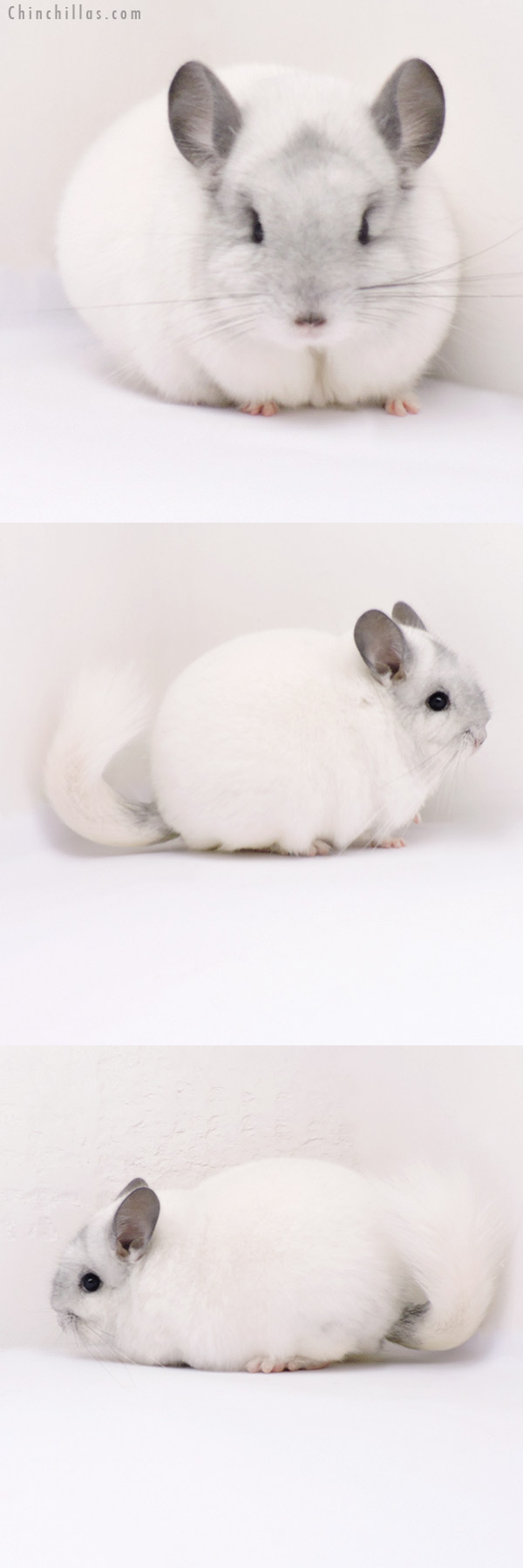 Chinchilla or related item offered for sale or export on Chinchillas.com - 19272 Blocky Premium Production Quality Predominately White Female Chinchilla