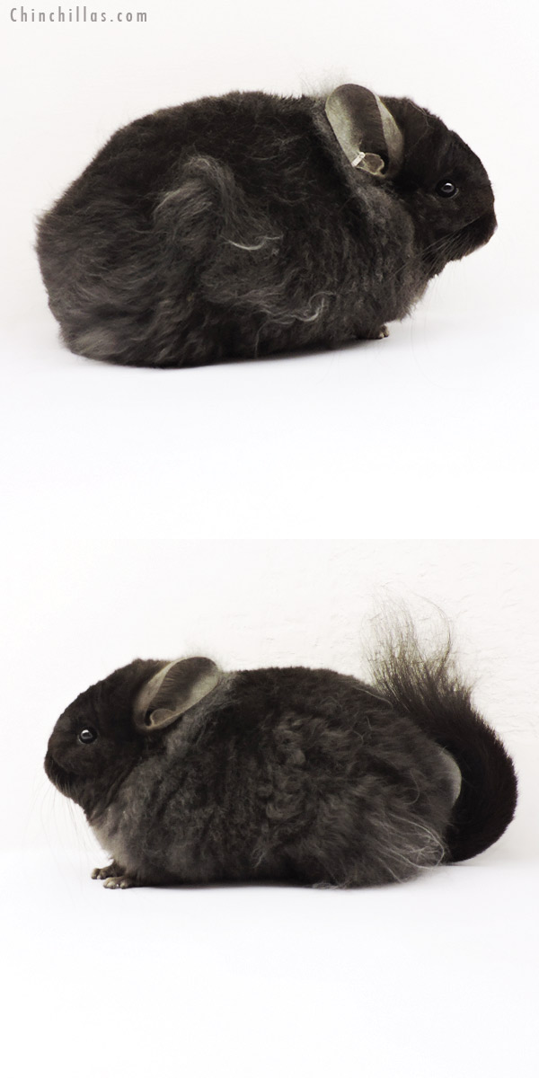 Chinchilla or related item offered for sale or export on Chinchillas.com - 19259 Exceptional Ebony  Royal Imperial Angora Female Chinchilla