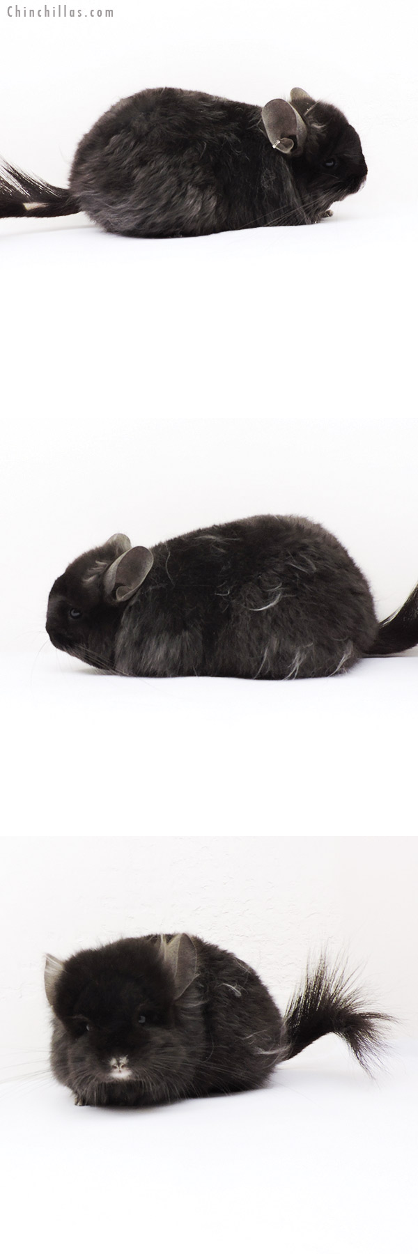 Chinchilla or related item offered for sale or export on Chinchillas.com - 19269 Exceptional Brevi Type Ebony ( Locken Carrier )  Royal Persian Angora Female Chinchilla