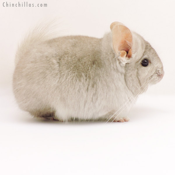Chinchilla or related item offered for sale or export on Chinchillas.com - 19276 Beige  Royal Persian Angora Male Chinchilla