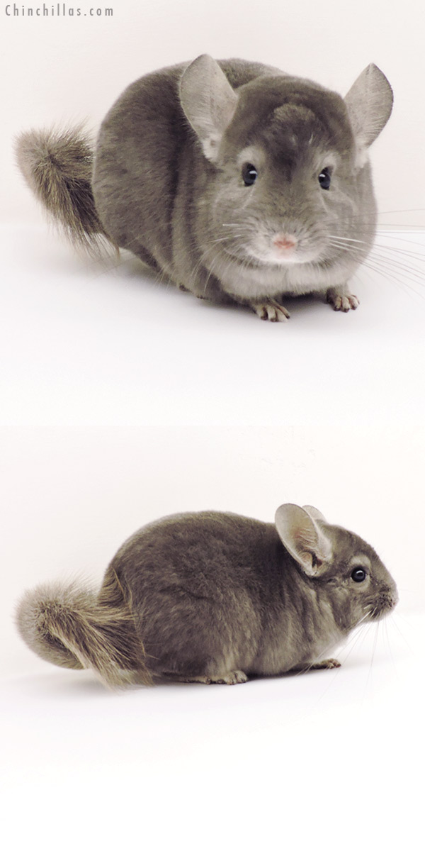 Chinchilla or related item offered for sale or export on Chinchillas.com - 19274 Herd Improvement Quality Wrap Around Violet Male Chinchilla