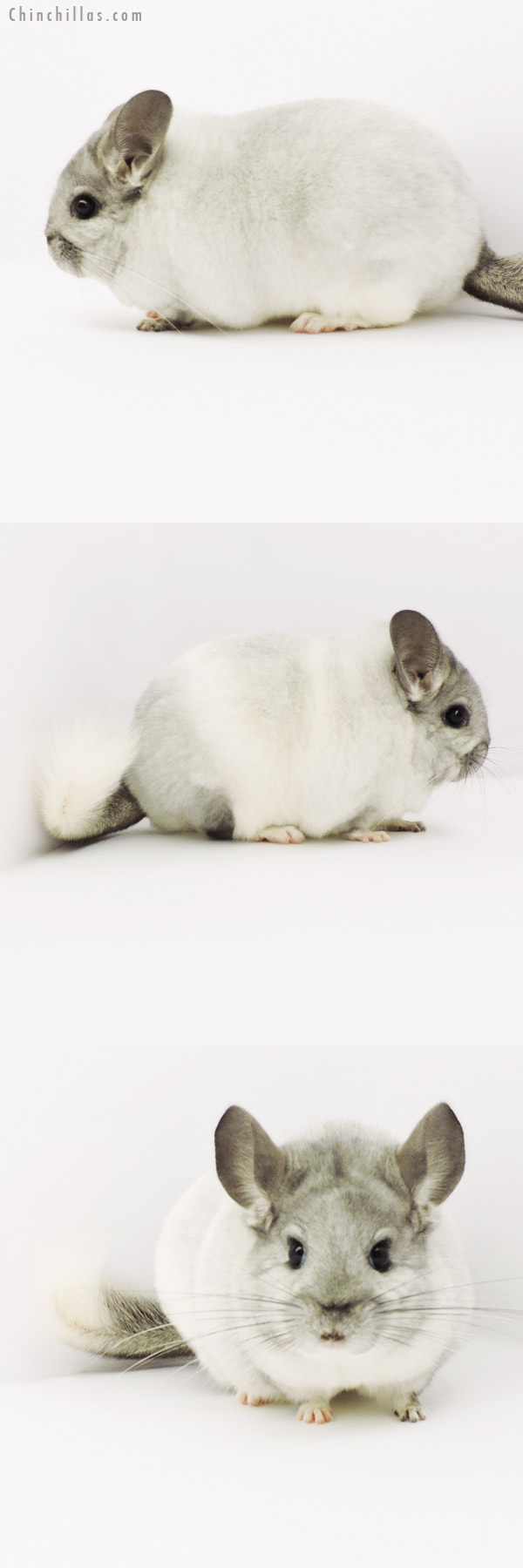 Chinchilla or related item offered for sale or export on Chinchillas.com - 19287 Large Blocky Premium Production Quality White Mosaic Female Chinchilla