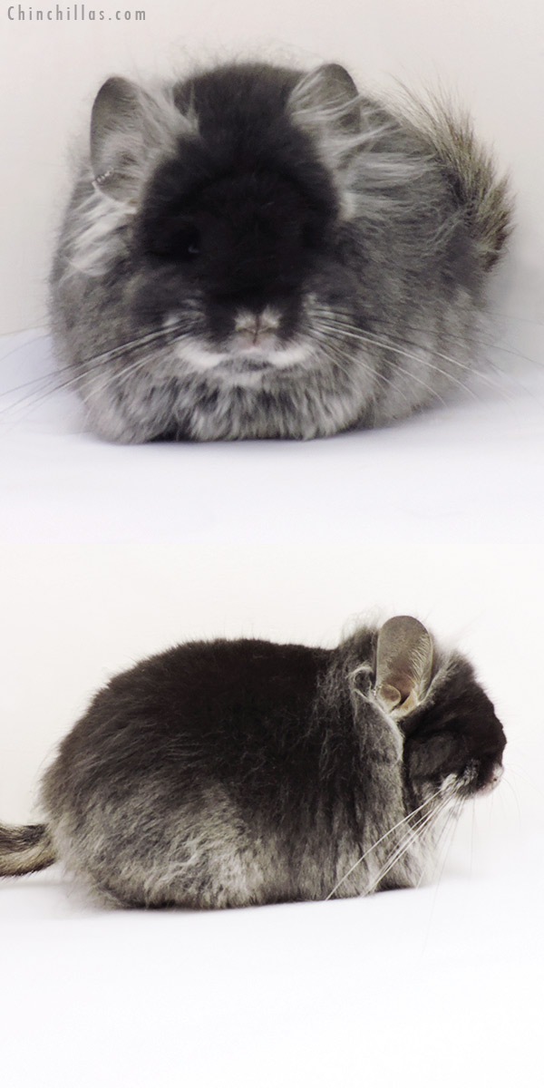 Chinchilla or related item offered for sale or export on Chinchillas.com - 19264 Exceptional Black Velvet G2  Royal Persian Angora Female Chinchilla
