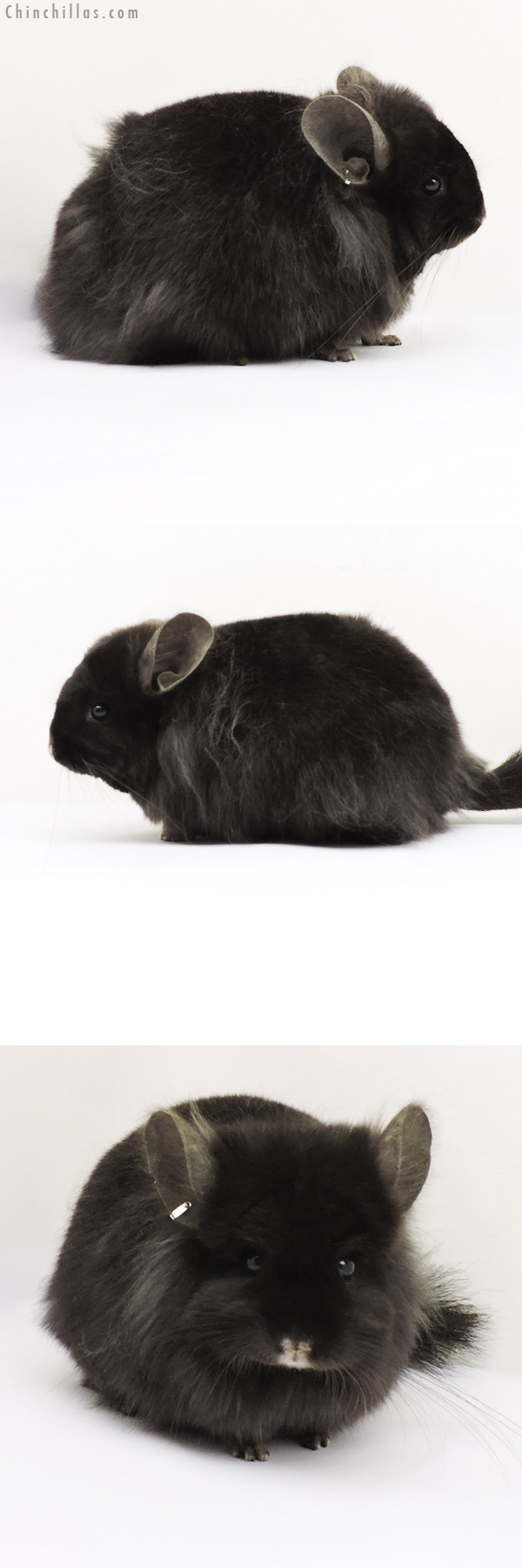 Chinchilla or related item offered for sale or export on Chinchillas.com - 19260 Ebony ( Locken Carrier ) G2  Royal Persian Angora Female Chinchilla