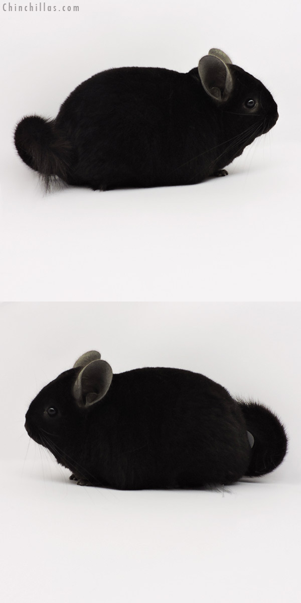 Chinchilla or related item offered for sale or export on Chinchillas.com - 19285 Premium Production Quality Ebony Female Chinchilla