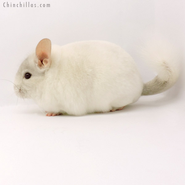 Chinchilla or related item offered for sale or export on Chinchillas.com - 19283 Blocky Premium Production Quality Pink White Female Chinchilla