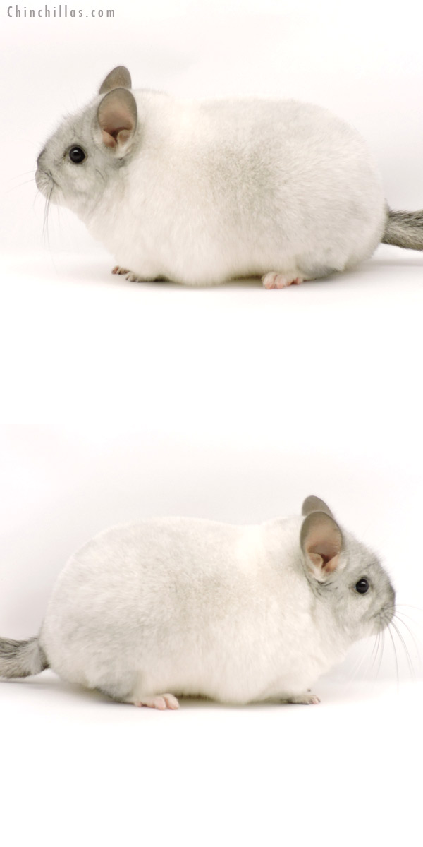 Chinchilla or related item offered for sale or export on Chinchillas.com - 19290 Large Blocky Premium Production Quality White Mosaic Female Chinchilla