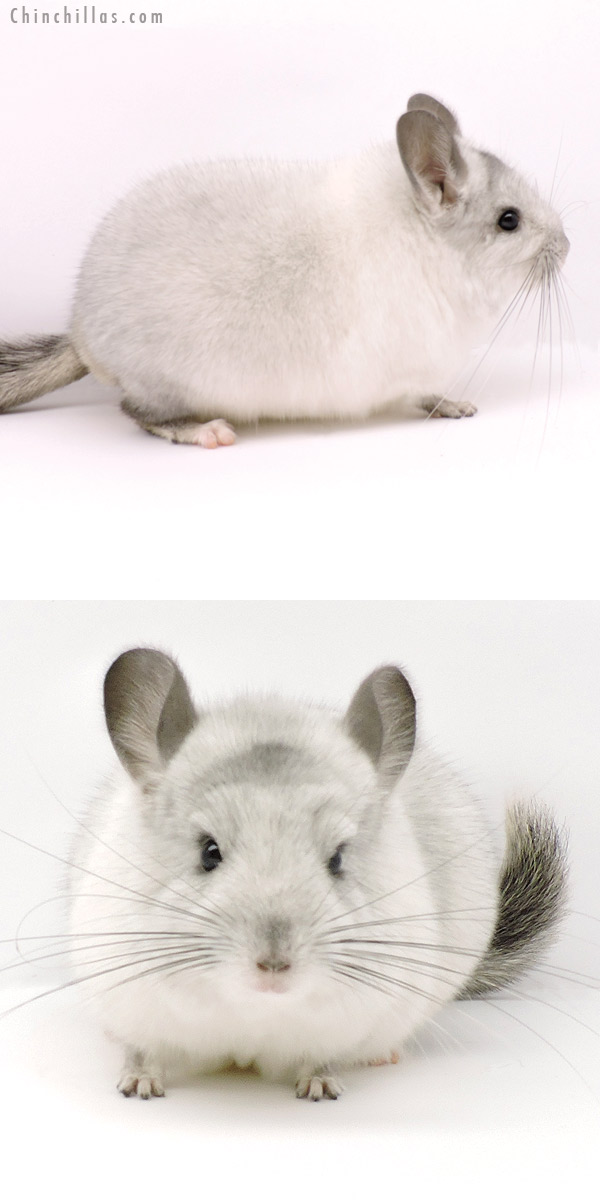Chinchilla or related item offered for sale or export on Chinchillas.com - 19289 Blocky Herd Improvement Quality Silver Mosaic Male Chinchilla