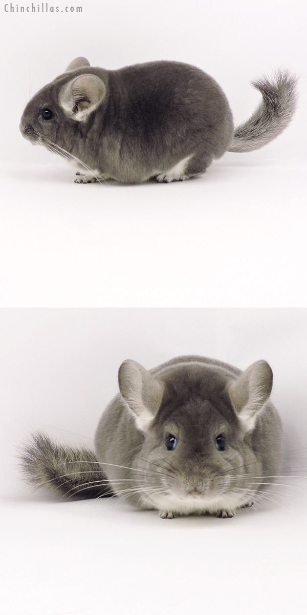 Chinchilla or related item offered for sale or export on Chinchillas.com - 19302 Blocky Premium Production Quality Violet Female Chinchilla