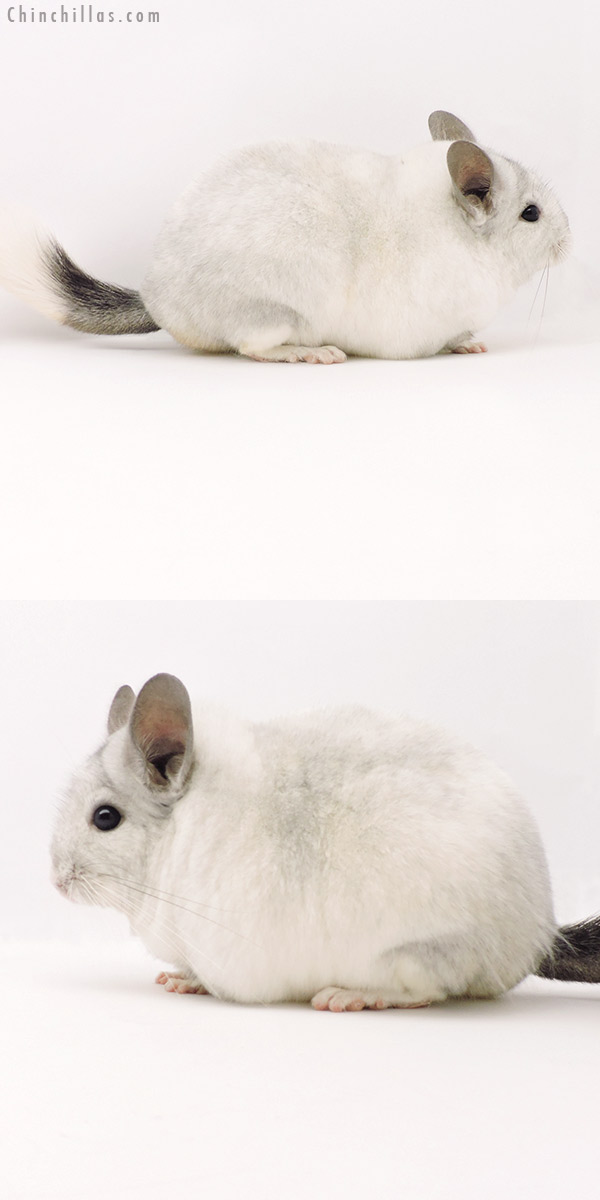 Chinchilla or related item offered for sale or export on Chinchillas.com - 19300 Large Blocky Premium Production Quality White Mosaic Female Chinchilla