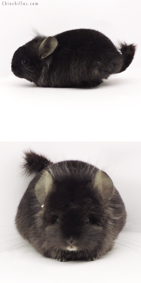 Chinchilla or related item offered for sale or export on Chinchillas.com - 19311 Brevi Type Ebony  Royal Persian Angora Male Chinchilla with Lion Mane