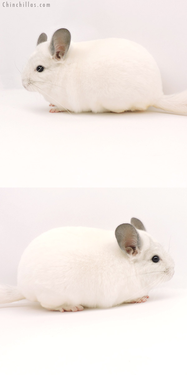 Chinchilla or related item offered for sale or export on Chinchillas.com - 19306 Blocky Herd Improvement Quality Predominantly White Male Chinchilla