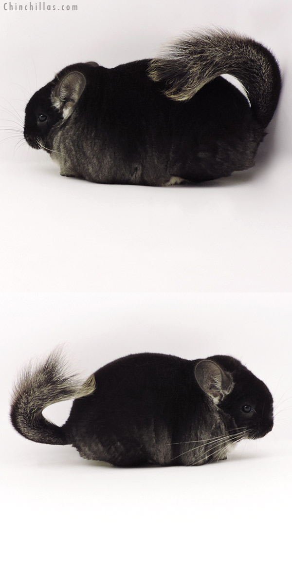 Chinchilla or related item offered for sale or export on Chinchillas.com - 19307 Brevi Type Herd Improvement Quality Black Velvet Male Chinchilla