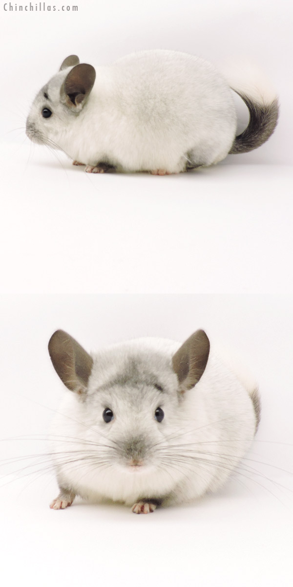 Chinchilla or related item offered for sale or export on Chinchillas.com - 19308 Herd Improvement Quality Silver Ebony Male Chinchilla
