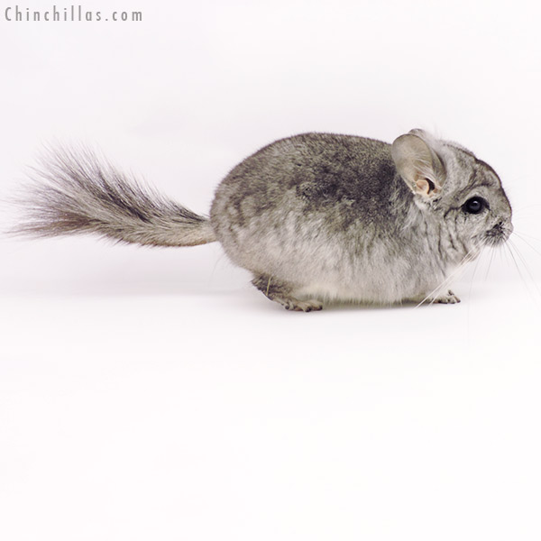 Chinchilla or related item offered for sale or export on Chinchillas.com - 19312 Standard ( Violet Carrier )  Royal Persian Angora Male Chinchilla