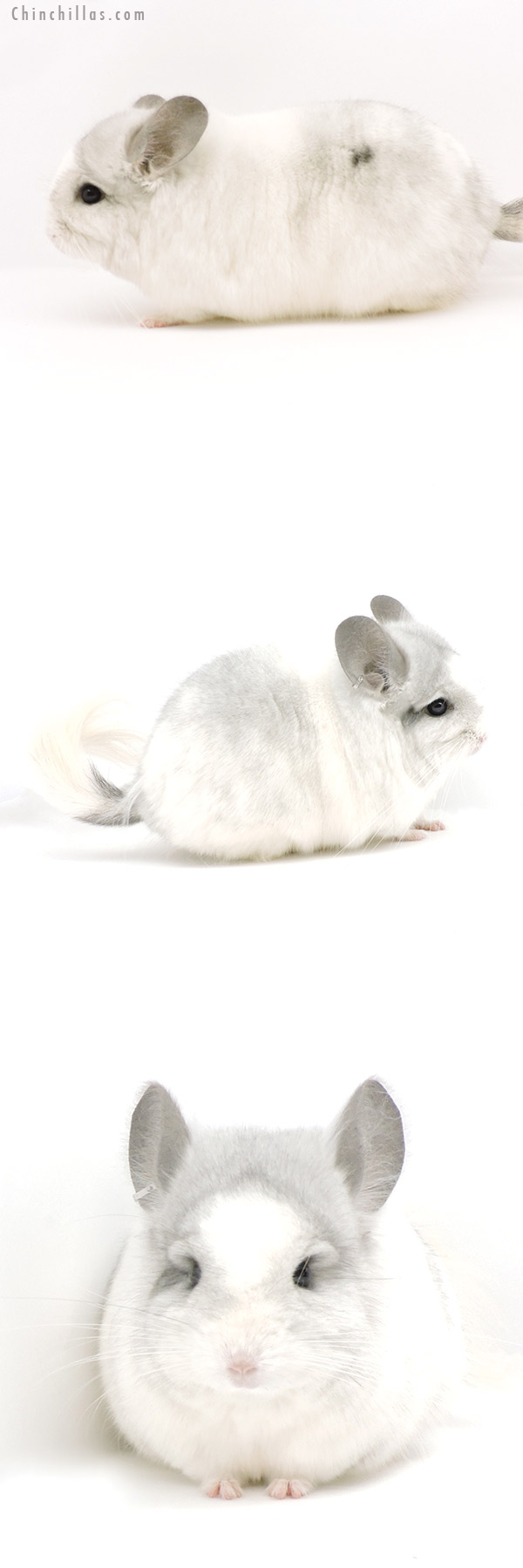Chinchilla or related item offered for sale or export on Chinchillas.com - 19317 Exceptional White Mosaic  Royal Persian Angora Male Chinchilla