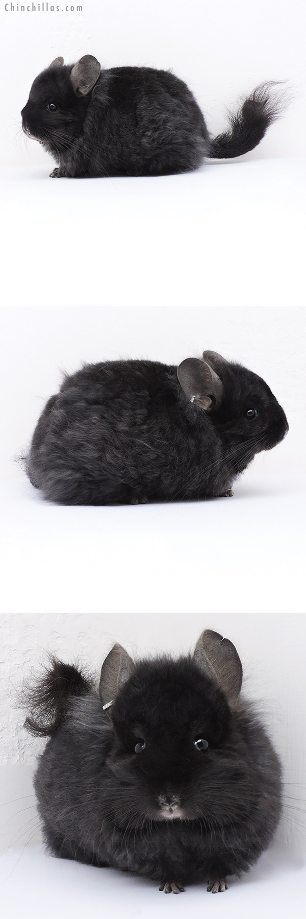 Chinchilla or related item offered for sale or export on Chinchillas.com - 19095 Ebony Royal Imperial Angora Female Chinchilla with Lion Mane