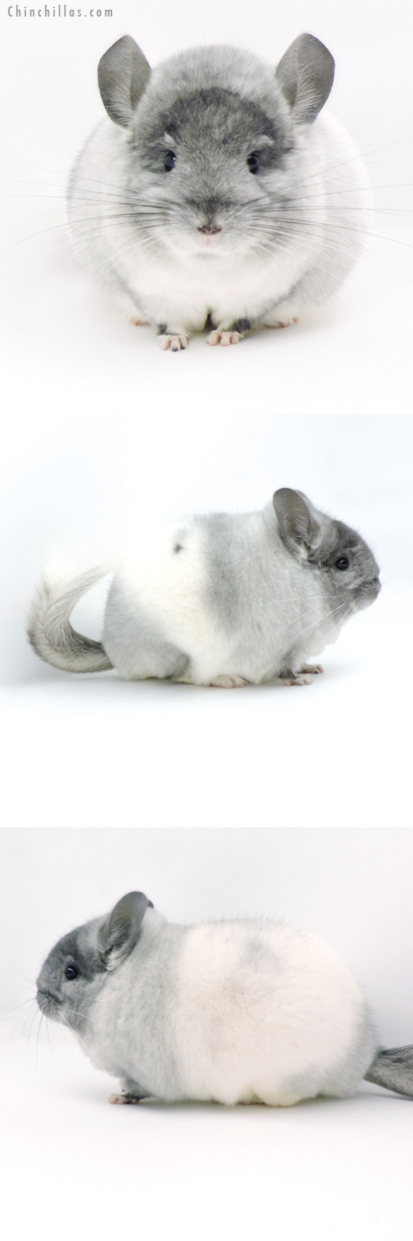 Chinchilla or related item offered for sale or export on Chinchillas.com - 19321 Blocky Brevi Type Herd Improvement Quality TOV White Male Chinchilla