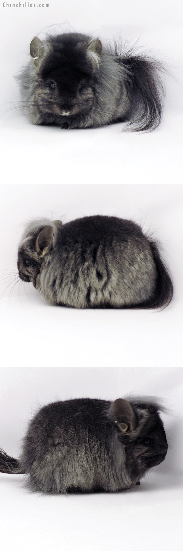 Chinchilla or related item offered for sale or export on Chinchillas.com - 19296 Exceptional Ebony ( Locken Carrier ) G3  Royal Persian Angora Female Chinchilla