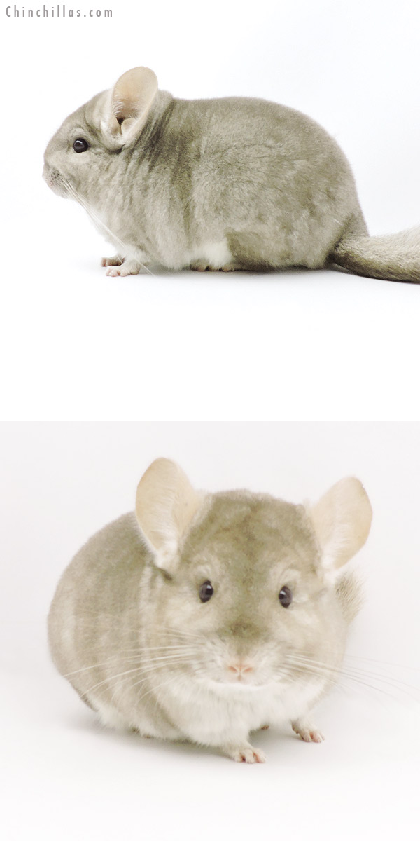 Chinchilla or related item offered for sale or export on Chinchillas.com - 19327 Blocky Herd Improvement Quality Beige Female Chinchilla