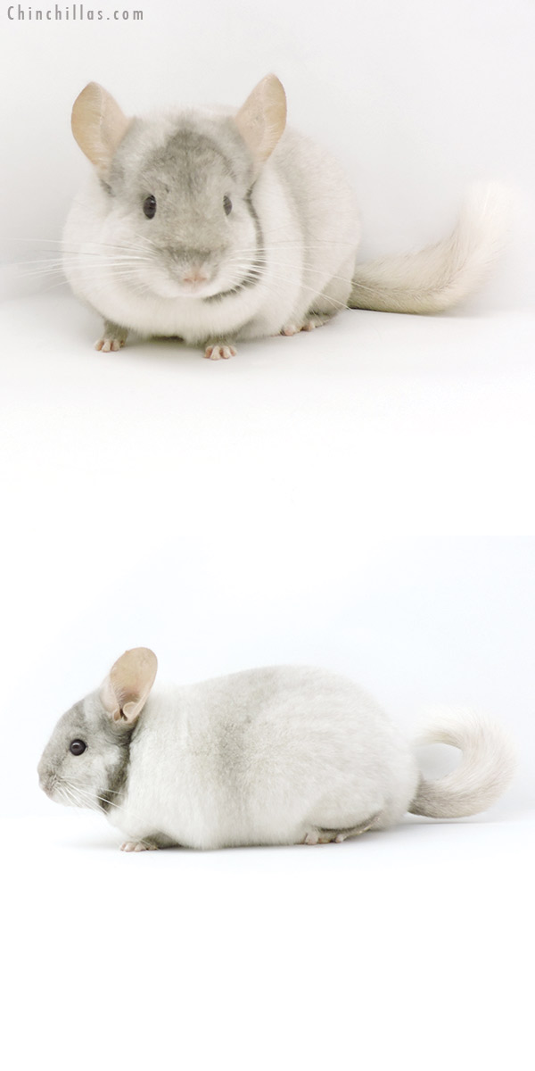 Chinchilla or related item offered for sale or export on Chinchillas.com - 19325 Premium Production Quality Tan & White Mosaic Female Chinchilla