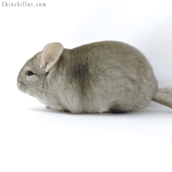 Chinchilla or related item offered for sale or export on Chinchillas.com - 19301 Premium Production Quality Beige Female Chinchilla
