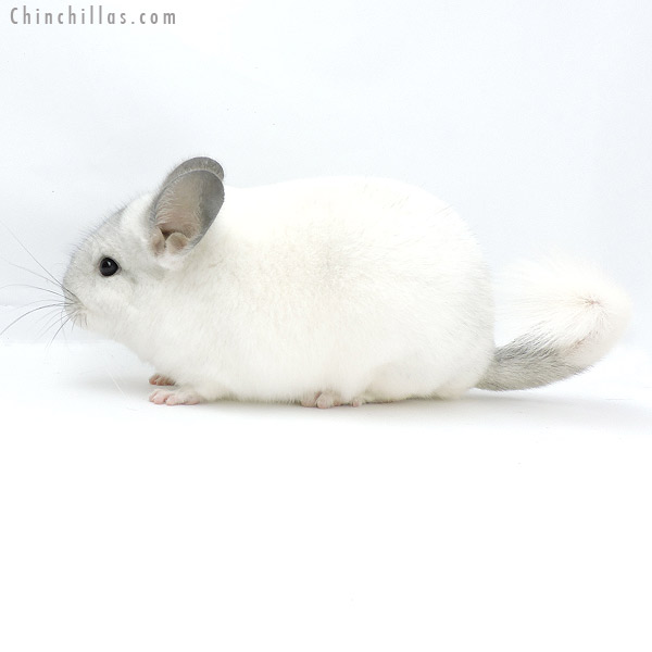 Chinchilla or related item offered for sale or export on Chinchillas.com - 19320 Blocky Herd Improvement Quality White Mosaic Male Chinchilla