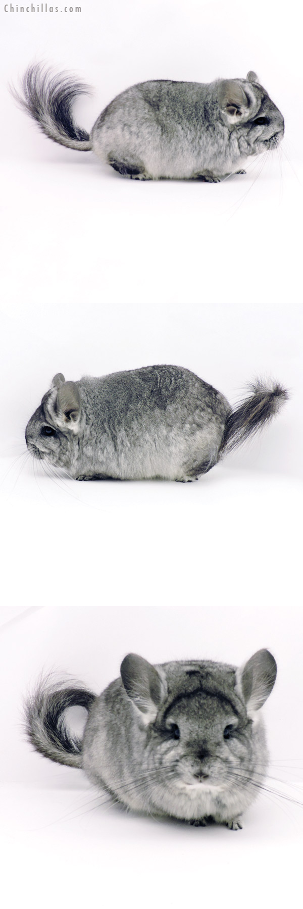 Chinchilla or related item offered for sale or export on Chinchillas.com - 19331 Blocky Brevi Type Standard  Royal Persian Angora Female Chinchilla