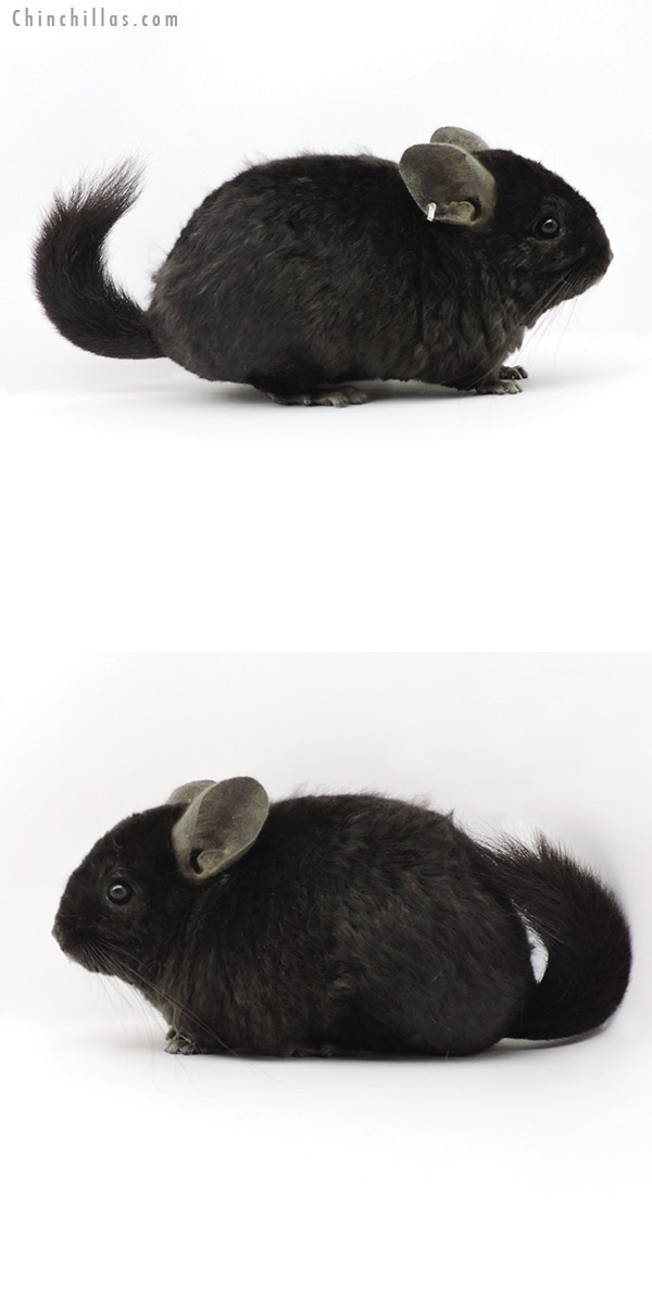 Chinchilla or related item offered for sale or export on Chinchillas.com - 19328 Ebony Quasi Locken (  Royal Persian Angora Carrier ) Female Chinchilla