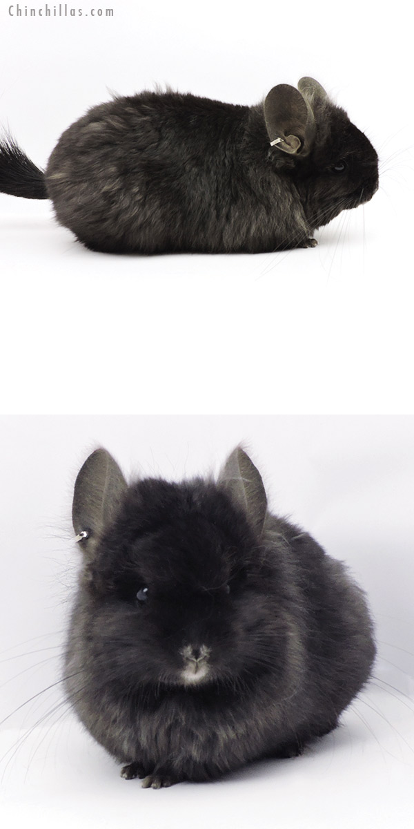 Chinchilla or related item offered for sale or export on Chinchillas.com - 19329 Ebony ( Locken Carrier )  Royal Persian Angora Female Chinchilla