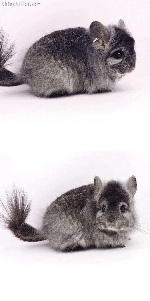 Chinchilla or related item offered for sale or export on Chinchillas.com - 19330 Ebony G2  Royal Persian Angora Female Chinchilla with Lion Mane