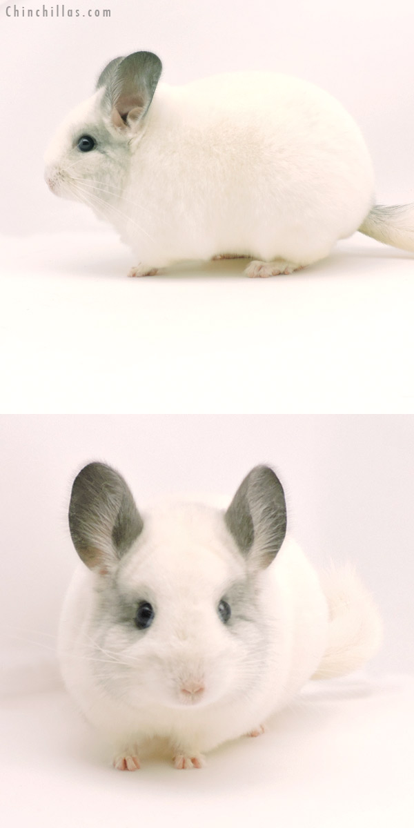 Chinchilla or related item offered for sale or export on Chinchillas.com - 19333 Show Quality Predominantly White Female Chinchilla