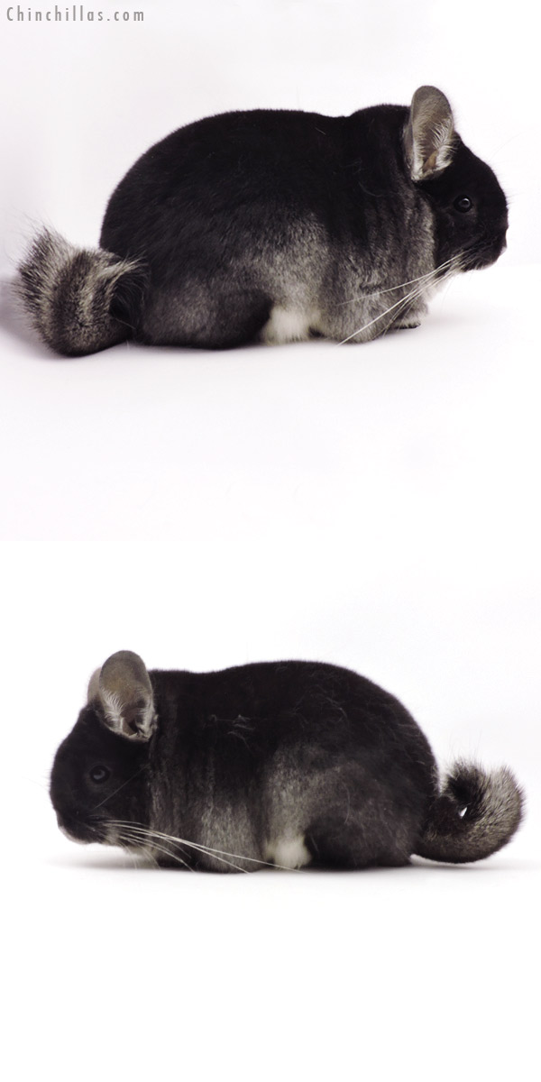 Chinchilla or related item offered for sale or export on Chinchillas.com - 19340 Blocky Brevi Type Premium Production Quality Black Velvet Female Chinchilla
