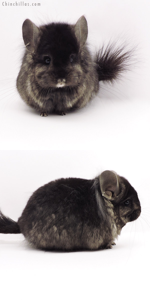 Chinchilla or related item offered for sale or export on Chinchillas.com - 19310 Ebony ( Locken Carrier )  Royal Persian Angora Male Chinchilla